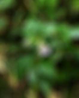 山の路傍でひたむきにいのちをつなぐ蔓竜胆